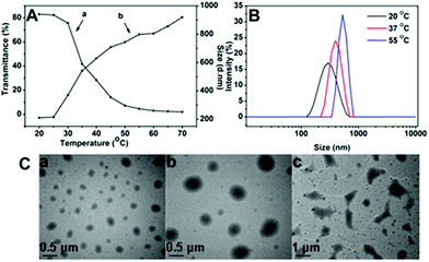 (A) Temperature-dependence of the transmittance (a) and the hydrodynamic diameter (b) of the SPU1 aqueous solution. (B) The size change of SPU1 under different temperatures in aqueous solution. (C) TEM graphs for SPU1 nanoparticles under different temperatures in aqueous solution: (a) 20 °C; (b) 37 °C; (c) 55 °C.