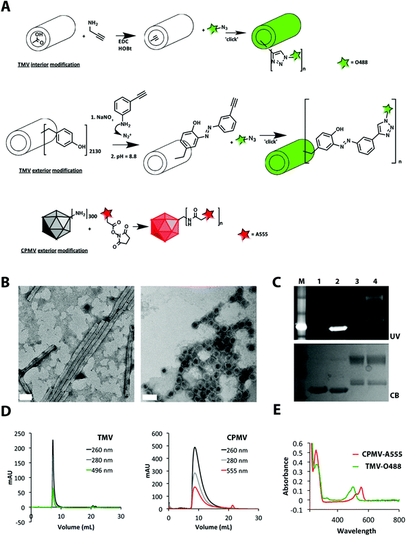 Biochemical characterization of dye-labeled TMV-O488 and CPMV-A555. A: Bioconjugation scheme. B: TEM of UAc negatively-stained TMV-O488 and CPMV-A555, scale bar = 50 nm. C: SDS-PAGE gel under UV light and white light after Coomassie Blue staining, 1 = TMV, 2 = TMV-O488, 3 = CPMV, 4 = CPMV-A555. D: Size exclusion chromatography using FPLC and Superose 6 column of TMV-O488 and CPMV-A555, E: UV/visible spectroscopy of CPMV-A555 and TMV-O488.