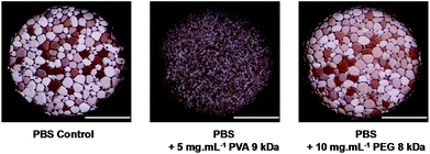 Micrographs of poly-nucleated ice crystals after 30 minutes annealing at −6 °C (scale bars = 500 μm).