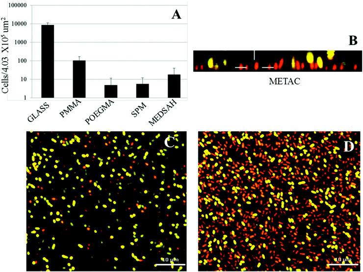 Attachment of P. aeruginosa PAO1 to different surfaces; A – cell counts of bacteria attached to five surfaces in the flow chamber 1 h post inoculation; B, C, D – P. aeruginosa cells attached to the METAC surface, stained by Live–Dead staining and measured by confocal microscopy 1 h post inoculation. It was difficult to perform accurate counting of cells attached to METAC due to their high number density. Representative images are shown for attachment to METAC (B, C, D). B – side view of a confocal image (the METAC surface is at the bottom of image B); C and D – slice images of the same group of attached cells as B at different distances from the surface. C shows the layer of cells most distant from the METAC surface where most of the cells are stained green and hence viable. D shows a layer of cells closest to the METAC surface where most cells are stained red and hence non-viable. Scale bar represents 10 μm in C and D.