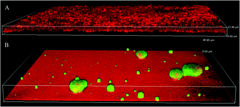 Production of c-di-GMP in biofilms formed on glass (A) and SPM (B). To assess the levels of c-di-GMP, a reporter was used, where GFP was expressed under the control of a c-di-GMP sensitive promoter; GFP (green) is expressed mainly in mushroom structures demonstrating that c-di-GMP levels are higher in this type of biofilm. Biofilm was counterstained with propidium iodide (red in panel A). SPM polymer also binds propidium iodide and this accounts for the red background color in panel B; the height of the 3D-box in the image represents 23 μm for A and 46 μm for B.