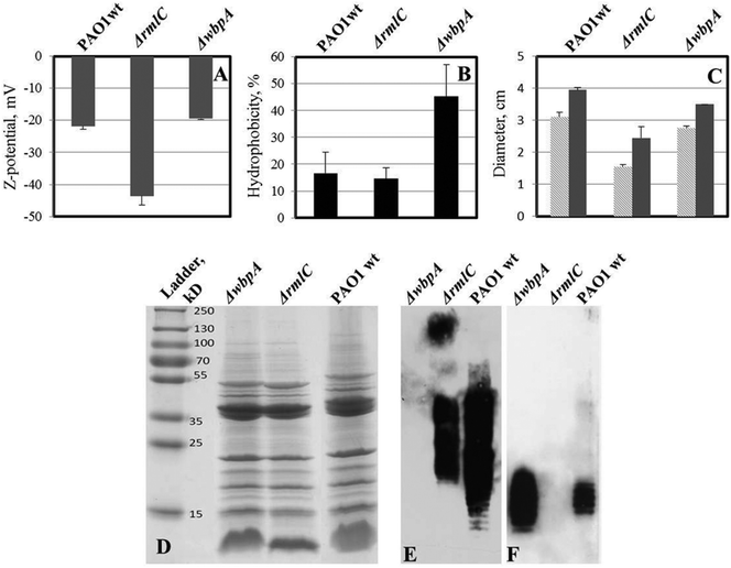 Properties of LPS mutants of P. aeruginosa PAO1 (compared to wild type). A – zeta potential of bacterial cells; two-tailed P ≤ 0.035 for zeta potential values of ΔrmlC mutant while zeta potential of wbpA is not significantly different from wild type PAO1. B – cell hydrophobicity; two-tailed P ≤ 0.0016 for ΔwbpA compared to the wild type, while the difference is not significant between ΔrmlC and wild type. C – swimming (light grey) and twitching (dark grey) motility of bacteria in polystyrene Petri dishes; both swimming and twitching motility were significantly inhibited in the ΔrmlC mutant (P < 0.001); D – outer membrane protein (OMP) profile of P. aeruginosa PAO1 and its LPS mutants; E – LPS Western blot with B-band specific, MF15-4 antibody; F – LPS Western blot with A-band specific, N1F10 antibody. No major difference in outer membrane proteins was found, which indicates that differences in hydrophobicity and surface charge were due to differences in LPS structure.