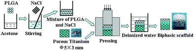 Schematic illustration of the preparation process for the porous biphasic scaffold.