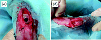 Surgical procedures. (a) Osteochondral defect (∅5.2 mm, depth 5 mm) in the patella groove of the femoral articular cartilage. (b) Scaffold was inserted into the osteochondral defect. Bleeding from the subchondral bone was visible shortly after implantation.