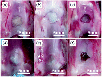 Gross appearance of (a, d) PLGA/Ti group, (b, e) PLGA group and (c, f) Untreated group at (a–c) 1 month and (d–f) 3 months after operation. PLGA/Ti group showed the best repairing ability compared with both PLGA and untreated groups at 3 months after operation.