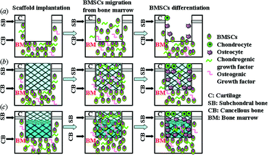 Schematic illustration of the possible mechanism of osteochondral defect repair by scaffolds. (a) Untreated group. (b) PLGA group and (c) PLGA/Ti group.