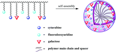 Schematic representation of the self-assembly of a galactose-functionalized multidrug copolymer.