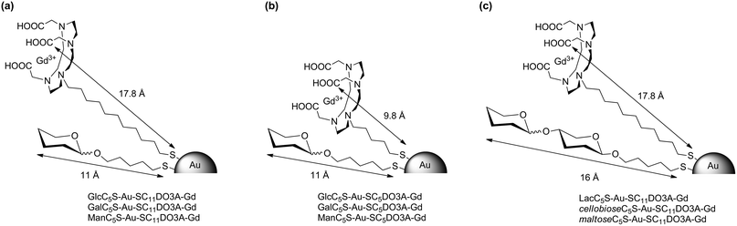 Schematic representation of the paramagnetic Gd-based gold glyconanoparticles (Gd-GNPs) showing the calculated length of the glycoconjugates and the DO3A-Gd complex.