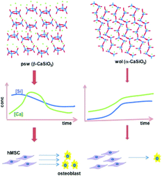 Schematic representation of the central hypothesis illustrated in our study by using two CaSiO3 polymorphs: bioceramic crystal structure (top panels) controls the solubility and dissolution rate, which control the levels and time-dependent trends of the soluble factors, Si and Ca (middle panels) and, ultimately, the activities of hMSCs seeded on the bioceramics (bottom panels). Legend for atoms in top panels: O = red, Si = blue, Ca = green.