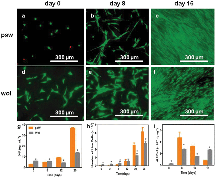 Effects of psw and wol scaffolds on hMSC activities. (a, h) Effects on attachment, growth, and proliferation. The hMSCs were seeded at a density of 10 000 cells cm−2 in growth medium; (f) effects on hMSC osteogenic induction as indicated by alkaline phosphatase (ALP) enzymatic activity normalized by the total number of cells (DNA). The hMSCs were seeded at a density of 30 000 cells cm−2 in osteogenic induction medium. The expression of ALP on psw at day 0 was below the detection limit. (a–f) LIVE (green)/DEAD (red) fluorescence microscopy images of hMSCs on psw (a, b, c) and wol (d, e, f) surfaces at days 0 (a, d), 8 (b, e) and 16 (c, f). (g) Total DNA and (h) total live cell number over time in growth medium. Results are reported after subtraction of cell-free blanks. Asterisks indicate statistically significant differences (p < 0.05).