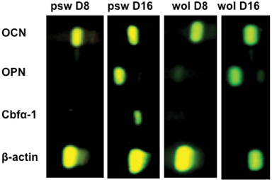 Osteogenic gene expressions determined by RT-PCR on psw and wol at different time points in osteogenic induction medium and at a seeding density of 30 000 cells cm−2. Genes reported are osteocalcin (OCN), osteopontin (OPN), core-binding factor alpha-1 (Cbfα-1), and β-actin as a house-keeping gene. Four replicates were processed for each condition. The result above is from one of the representative images.