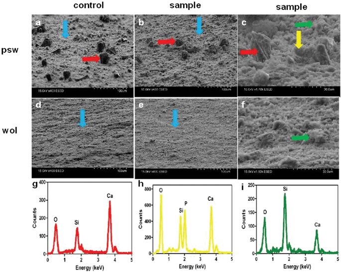 SEM image and SEM-EDX spot analysis of psw and wol surfaces after 12 days of hMSC culture in osteogenic induction medium at a seeding density of 30 000 cells cm−2. Cell-free controls were also studied. Images were obtained by SEM with an environmental secondary electron detector set at 75° angle to the pellet surfaces and using different magnifications. (a–c) psw and (d–f) wollastonite. (a) Cell-free psw control, (d) cell-free wol control, (b, c) psw samples with hMSCs, and (e, f) wol samples with hMSCs. Blue arrow: fine-grained, background, osteoconductive layer of HAP; green arrow: amorphous silica; red arrow: calcite; yellow arrow: amorphous Ca–PO4 bone nodule. (g–i) SEM-EDX spot analysis of polycrystalline aggregates of calcite (g), amorphous CaP bone nodule (h), and amorphous silica (i). Note that bone nodules were observed only on psw samples.