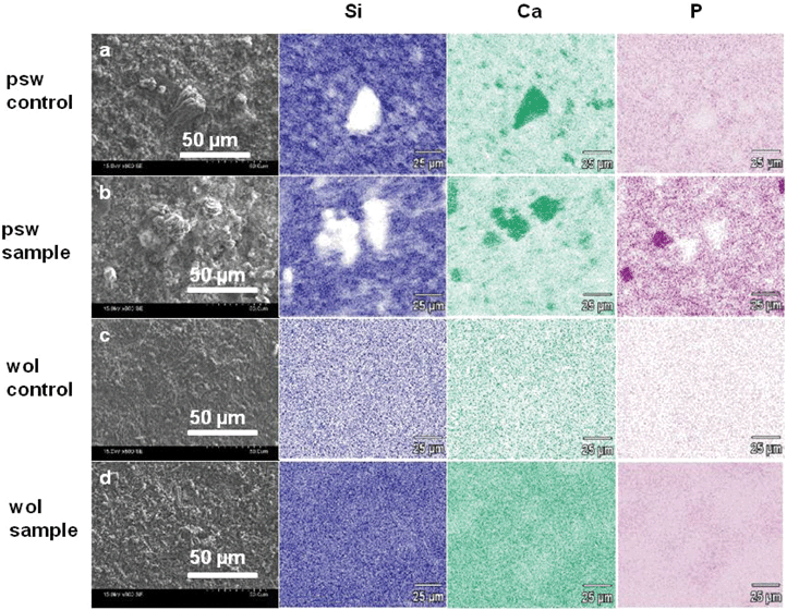 SEM image and elemental mapping (chemical composition analysis) over two-dimensional areas of (a, b), psw and (c, d), wol surfaces after 12 days of hMSC culture in osteogenic induction medium at a seeding density of 30 000 cells cm−2. (a–d) SEM images with a secondary electron detector. SEM-EDX spectral maps of Si (dark blue), Ca (light green), and P (purple) over a 0.15 mm × 0.10 mm area. (a) Cell-free control psw, (b) sample psw, (c) cell-free control wol, and (d) sample wol. In the spectral maps, lighter and darker colors, respectively, indicate lower and higher concentrations of the element.