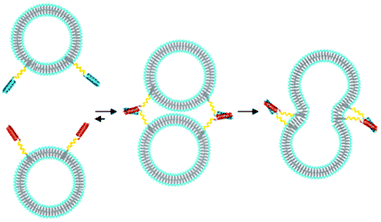 Schematic illustration of liposome fusion mediated by simple SNARE protein mimics. Liposomes are modified with the lipopeptides LPE or LPK and upon mixing, the peptide interactions trigger liposome fusion.