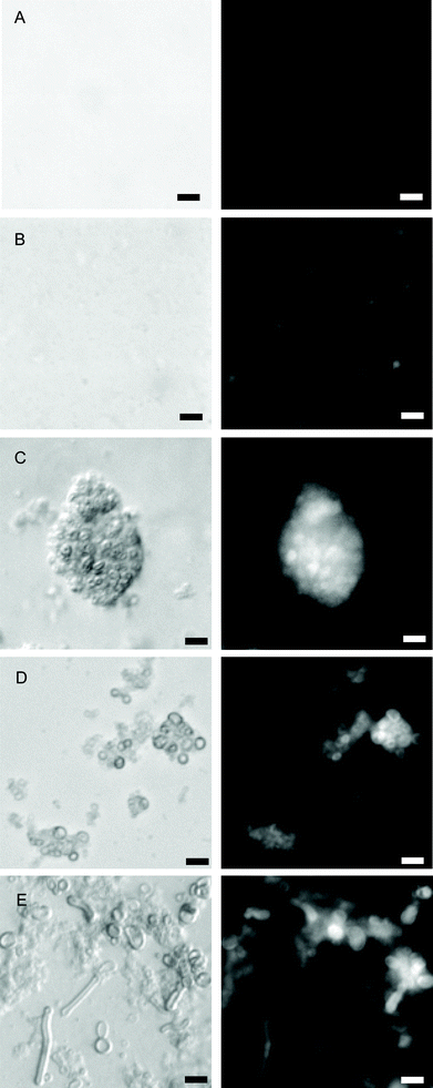 Optical and fluorescent microscopy images (left and right columns, respectively) showing docking and fusion of liposomes modified with 0.75 mol% LPE and LPK. (A) 5 minutes after mixing. (B) 1 hour after mixing. (C) 5 hours after mixing. (D, E) 3 days after mixing. [Lipids] = 1 mM lipids. Scale bars 10 μm.