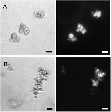 Optical and fluorescent microscopy images (left and right columns, respectively) showing docking and fusion of liposomes one day after mixing. (A) Standard liposome composition, i.e. DOPE–DOPC–CH 50/25/25 mol%. (B) With 15 mol% LPC, i.e. DOPC–DOPE–CH–LPC 43/21/21/15 mol%. 1 mol% lipopeptide, [lipid] = 0.25 mM. Scale bars 10 μm.