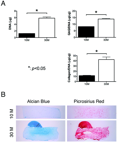 Effect of cell seeding density on chondrogenesis of FPSCs embedded in agarose hydrogels. FPSCs were seeded at either 10 million cells per ml or 30 million cells per ml. (A) DNA, GAG/DNA and collagen/DNA. (B) Alcian blue staining and picrosirius red staining.