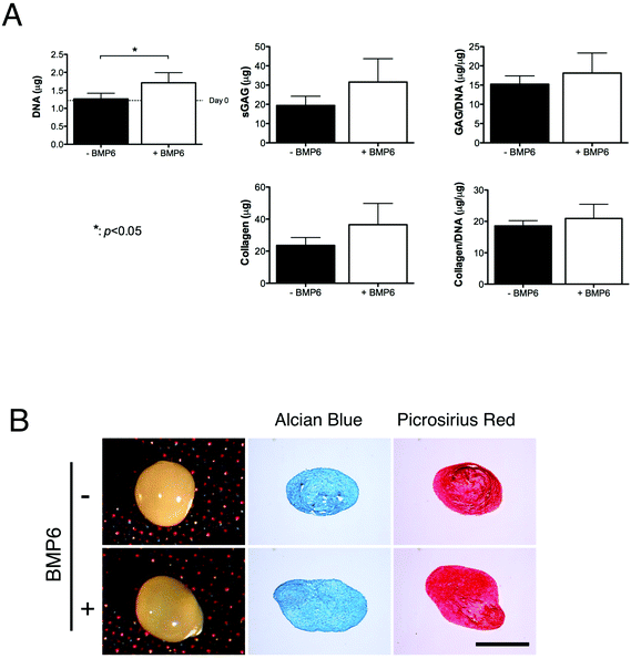 FPSCs in pellet culture supplemented with TGF-β3 with or without BMP-6. (A) DNA content, sulfated glycosaminoglycan (GAG) content, collagen content, GAG/DNA and collagen/DNA. (B) Pellet morphology, alcian blue staining and picrosirius red staining. “*” indicates a significant difference between FPSCs cultured with or without BMP-6.