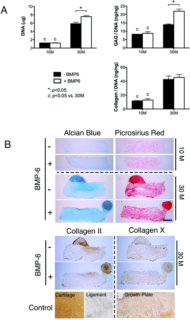 Effects of BMP-6 and cell seeding density on chondrogenesis of FPSCs embedded in agarose hydrogels and maintained in a chemically defined media supplemented with TGF-β3 and dexamethasone. Constructs were seeded at 10 million cells per ml or 30 million cells per ml. (A) DNA content, GAG/DNA and collagen/DNA. (B) Alcian blue staining, picrosirius red staining, and immuno-staining of collagen II and collagen X. “*” indicates a significant difference between FPSCs cultured with or without BMP-6. “C” indicates a significant difference between FPSCs seeded at 10 million per ml or 30 million per ml.