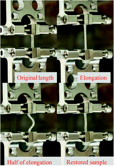 Time-lapse images showing strain recovery behavior of 2 : 1 PVP : CMC films. When the film was deformed and then returned to its original length, the polymer chains rearranged to recover the initial deformation.