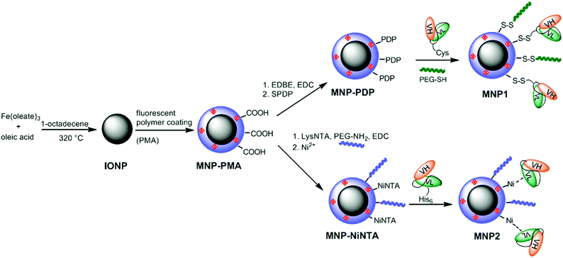 Synthesis of MNP1 and MNP2.