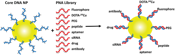 Self-assembly of functionalized gold nanoparticles. Gold nanoparticles conjugated to thiolated ODNs are hybridized with any combination of functionalized PNAs to rapidly assemble a combinatorial library of functionalized gold NPs.