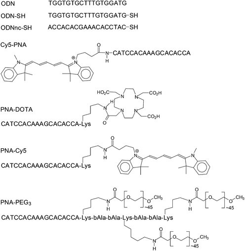 Functionalized ODNs and PNAs used in this study. All ODNs are written in a 5′ → 3′ direction and all PNAs in an amino → carboxy direction.