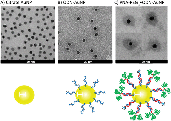 TEM pictures of gold NPs at various stages of construction and assembly. TEM of (a) citrate·AuNP, (b) ODN-AuNP, and (c) PNA-PEG3/PNA-DOTA·ODN-AuNP with a PNA-PEG/PNA-DOTA ratio of 3 : 1. All three samples were stained with uranyl acetate. Panel (c) was assembled from four representative pictures. The scale bars represent 20 nm.