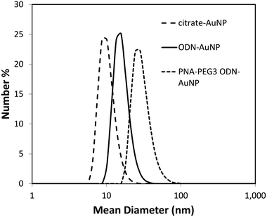 Dynamic light scattering analysis of gold NP at various stages of construction.