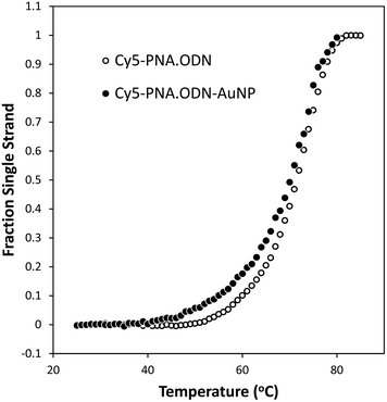 Melting curves for Cy5-PNA·ODN-AuNP and Cy5-PNA·ODN. The fraction single strand form for Cy5-PNA·ODN-AuNP (●) from analysis of temperature dependent Cy5 fluorescence measurements at 0.270 μM PNA and 0.423 μM ODN bound to AuNP, and for Cy5-PNA·ODN (○) from analysis of temperature dependent absorbance measurements at 26.4 μM PNA and 40 μM ODN. Data from two heating/cooling cycles were used to generate each melting temperature curve. Determination of the thermodynamic parameters for duplex formation can be found in Fig. S4.