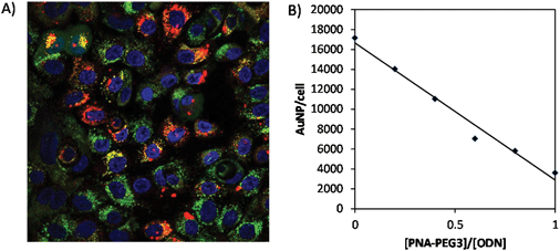 Effect of the degree of PEGylation on uptake of PNA-Cy5/PNA-PEG3·ODN-AuNP by MCF-10A cells. (A) Fluorescence imaging of MCF10A cells incubated with PNA-Cy5·ODN-AuNP (red) and FAM-dextran (MW 25 000) (green). Cell nuclei were stained with Hoechst 3342 (blue). (B) Quantification of PNA-Cy5/PNA-PEG3·ODN-AuNP uptake by cells by ICP-MS.