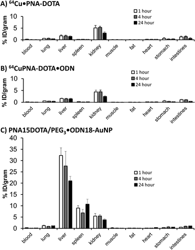 Biodistribution studies of AuNP and components. (A) PNA-DOTA·64Cu, (B) PNA-DOTA·64Cu·ODN and (C) PNA-DOTA/PEG3·64Cu·ODN-AuNP for 1 h (a), 4 h (b) and 24 h (c) p.i.