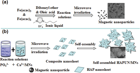 Schematic illustration of the synthesis of Fe3O4 magnetic nanoparticles (a) and the HAPUN/MNs nanocomposite (b).