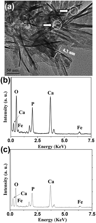 (a) TEM micrograph and (b,c) energy dispersive spectroscopy patterns of the as-prepared HAPUN/MNs nanocomposite. (b) and (c) represent EDS patterns taken at the regions in TEM micrograph (a) labelled by the upper and lower circles, respectively.