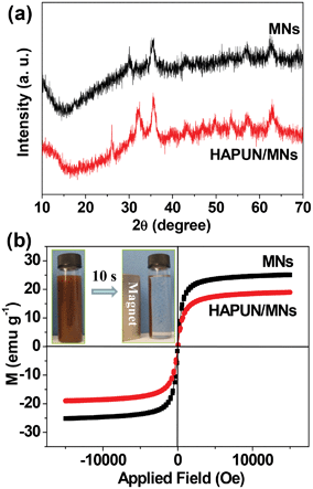 (a) XRD patterns of the Fe3O4 magnetic nanoparticles and the HAPUN/MNs nanocomposite; (b) hysteresis loops of the Fe3O4 magnetic nanoparticles and the HAPUN/MNs nanocomposite measured at room temperature. The inset of (b) shows the good magnetic separation performance of the HAPUN/MNs nanocomposite by using a magnet for only 10 seconds in an aqueous solution.