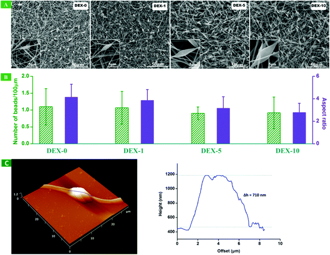 (A) Scanning electron microscopy images of randomly orientated nanofibers with different DEX loading content. (B) Histograms illustrating the aspect ratio and the number of beads per 100 μm length of the randomly orientated nanofibers. (C) Typical atomic force microscopy images of DEX-5. Left: 3D image; right: the surface roughness scanning of fibers along the blue line in the left image. Δh represents the half-height of beads.