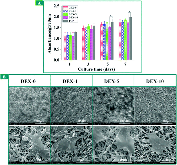 (A) Cell viability determined by means of the Alamar blue assay at day 1, 3, 5 and 7. Results are presented as the mean ± SD, and experiments were performed in triplicate. * Indicates the data that has significant difference (p < 0.05, n = 3) to the blank control group, TCP at the same time point. (B) Scanning electron microscope images of rBMSCs cultured on fiber meshes for 3 days.