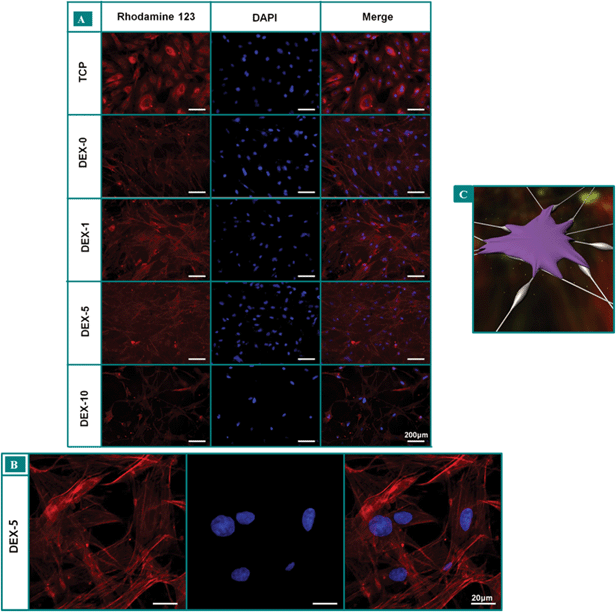 (A) Fluorescence microscope images of rBMSCs cultured on fiber meshes for 7 days. The nucleus was stained by DAPI (blue) and the cytoplasm was stained by Rhodamine 123 (red). All the scale bars are 200 μm. (B) Confocal microscopy images of rBMSCs cultured on DEX-5 for 7 days. (C) Schematic representation of rBMSCs adhering to the beads-on-string nanofibers through focal adhesion, white dots indicate the DEX released from nanofibers.