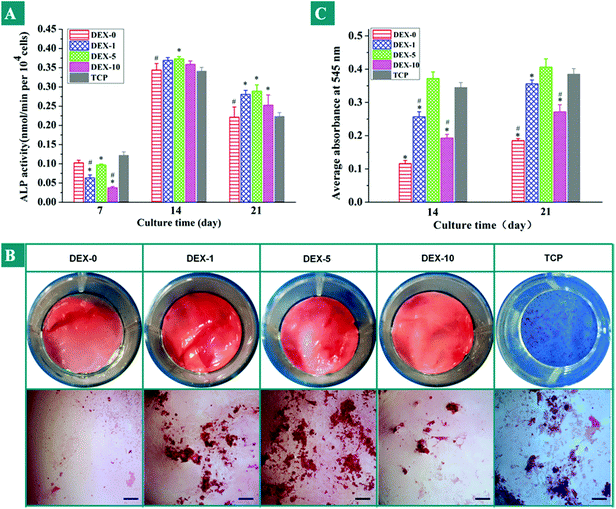 (A) Alkaline phosphatase activities of rBMSCs seeded on the substrates loaded with different DEX content for 7, 14 and 21 days. (B) Photographic images of Alizarin Red S staining on day 21 after being cultured on the surfaces of TCP and various types of fiber meshes (scale bar = 200 μm). (C) The corresponding quantitative analyses of the mineralization of rBMSCs on the samples. * Significance at p < 0.05 with respect to TCPS. # Significance at p < 0.05 with respect to the sample DEX-10.