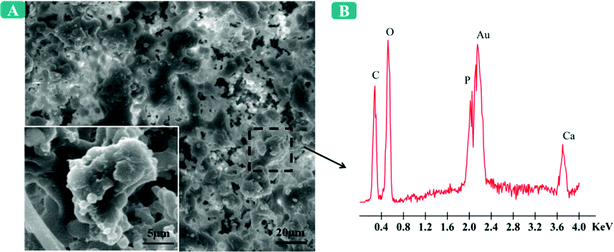 (A) Scanning electron microscopy and (B) energy dispersive spectrometry (EDS) of the calcium deposits produced by rBMSCs cultured on DEX-5 nanofiber meshes after 21 days.