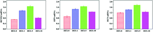 Quantitative PCR analysis for osteoblast gene expression (RUNX2, OPN and OCN) by rBMSCs cultured on the substrates loaded with different DEX contents for 14 days. There were significant differences among the samples with different DEX contents for each osteoblast gene expression.