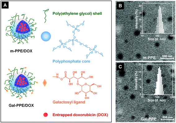 (A) Schematic illustration of m-PPE and galactosylated Gal-PPE loaded with doxorubicin (DOX); (B and C) transmission electron microscopy images of m-PPE (B) and Gal-PPE (C). The insets in B and C represent the size and size distributions in water measured by dynamic light scattering.