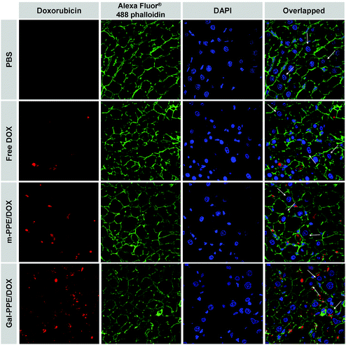 Cellular localization patterns of DOX in liver tissue following a single administration of free DOX, m-PPE–DOX or Gal-PPE–DOX to rats at an equivalent DOX dose of 10 μg g−1 of body weight. The cell nuclei were counterstained with DAPI (blue), the cell membranes were stained with Alexa Fluor® 488 phalloidin (green) and the doxorubicin was shown in red. White arrows indicate hepatocytes.