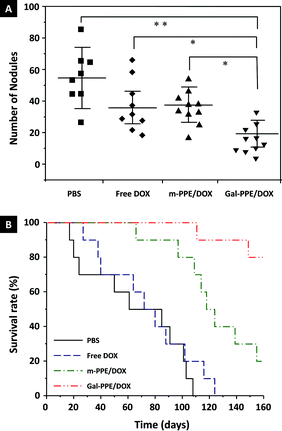 Anti-HCC efficacy of DOX-loaded nanogels. (A) Number of neoplastic nodules (≥3 mm in diameter) counted on the liver of each rat. Two and one rats died in the PBS and free DOX treatment groups during the treating period, respectively. The statistical significance was evaluated by the non-parametric Kruskal–Wallis test (*p < 0.005; **p < 0.001). (B) Survival analysis of HCC-bearing rats after treatment with PBS, free DOX, m-PPE–DOX or Gal-PPE–DOX.