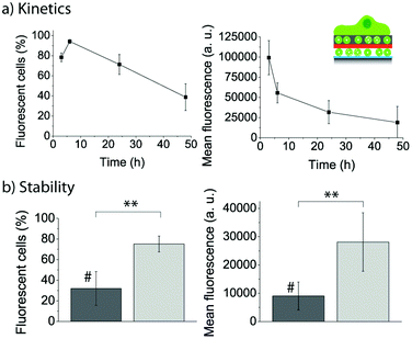 (a) Evolution of the uptake efficiency (left) and mean fluorescence (right) of myoblast cells let to adhere for different time points to PLL/FL10/PMAc/(PLL/PMAc)0.5/F_10M2.5. (b) Comparison of the uptake efficiency (left) and mean fluorescence (right) of myoblast cells let to adhere for 24 h to PLL/FL10/PMAc/(PLL/PMAc)3/F_10M2.5 with (#) and without 24 h pre-incubation in cell media (**p < 0.005, n = 3).