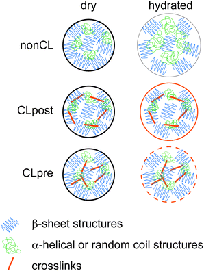 The swelling as well as the mechanical behavior of eADF4 particles depends on the crosslinking process. Swelling is limited and the elastic modulus is increased by crosslinking. The CLpre route leads to particles with a homogeneous crosslinking and less swelling with a higher elasticity than particles crosslinked by the CLpost route.