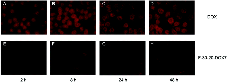 Fluorescence microscopy images of DOX and F-30-20-DOX7 uptake in HeLa cells after 2, 8, 24 and 48 h of incubation (magnification 40×).