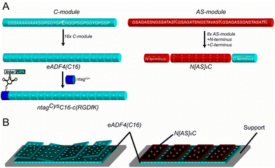 Schematic diagram of eADF4(C16), ntagCysC16-c(RGDfK), and N[AS]8C (A) and of films cast from proteins with identical and opposite charges (B).