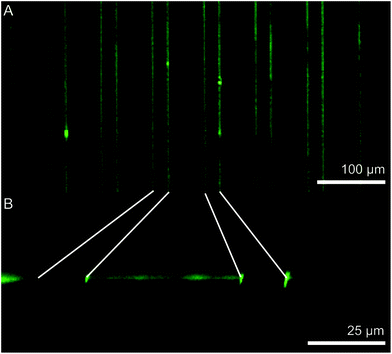 Fluorescence microscopic images of a patterned film with fluorescein-coupled N[AS]8C protein as ridges (A: top view; B: side view). The gaps between ridges are clearly visible in B.