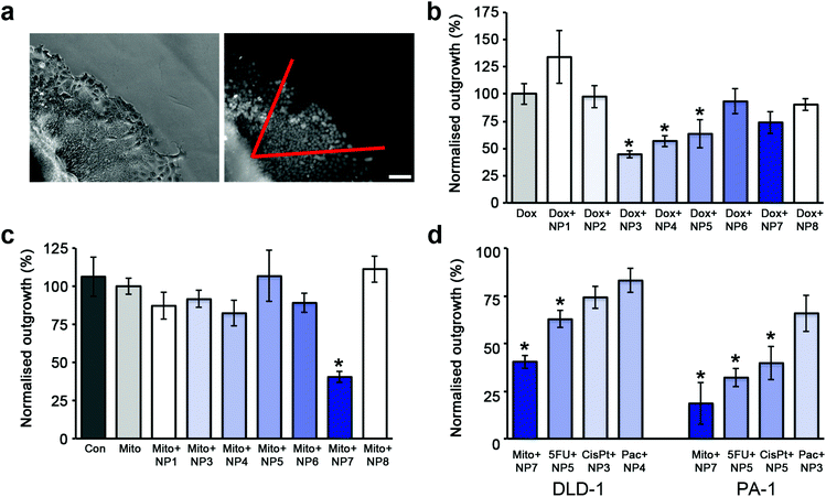 The enhanced effectiveness of cytotoxins when co-administered with SPIONs is dependent on stabilizer composition. (a) Phase contrast image of the edge of a spheroid in the outgrowth assay and the corresponding widefield fluorescent image of Hoechst 33342 stained nuclei. All nuclei within a 60° angle (shown in red) from the edge of the spheroid were counted. Scale bar 50 μm. (b) Plot of cellular outgrowth of DLD-1 spheroids co-administered with Dox and SPIONs normalized to the outgrowth of Dox treated DLD-1 spheroids. The untreated control spheroids (not shown for clarity) had an outgrowth value of 331% ±23 compared to Dox treated spheroids. The shading represents the percentage of NH2 functionalized polymer on the particle. (c) Plot of cellular outgrowth of DLD-1 spheroids co-administered with Mito and SPIONs normalized to the outgrowth of Mito treated DLD-1 spheroids. (d) Plot of cellular outgrowth of the most effective SPION/cytotoxin combination for DLD-1 and PA-1 spheroids. Each combination was normalized to the outgrowth of cytotoxin alone treated spheroids. For graphs (b–d), error bars represent standard error with n = 6. * indicates p < 0.01 compared to cytotoxin alone.